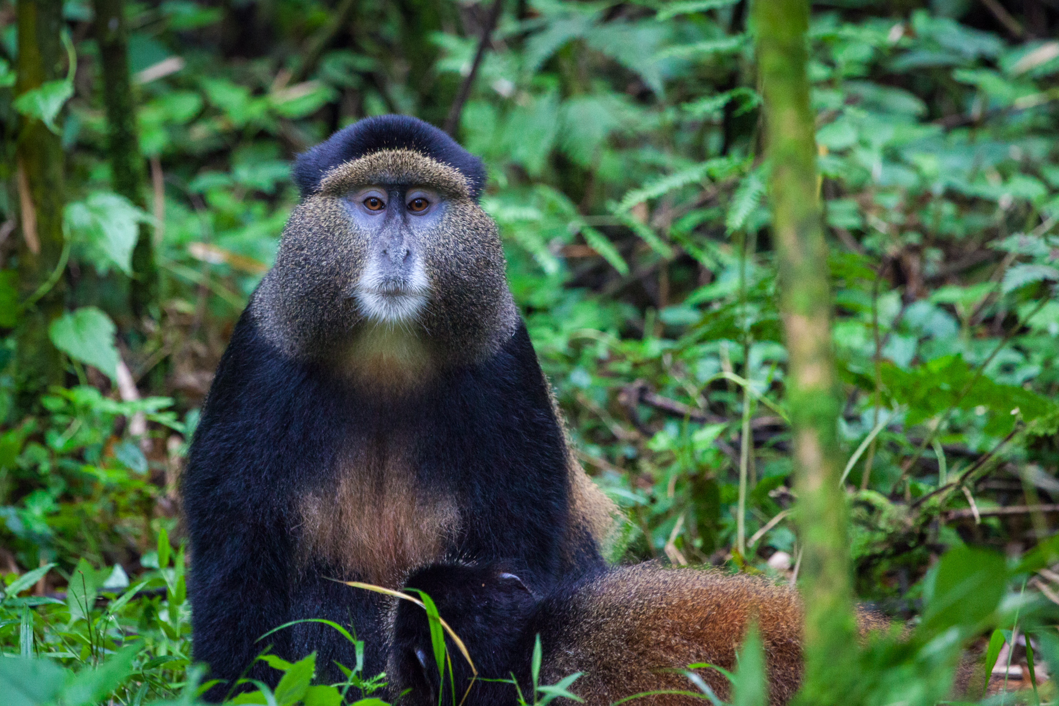 You are currently viewing 3 Days Bwindi Gorillas and Rwanda Golden monkeys from Kigali