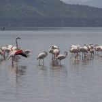 7 days Samburu lake Nakuru and Masai mara Kenya safari.