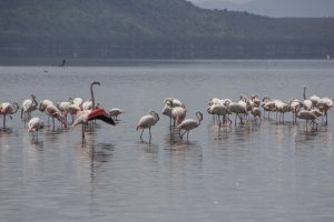 Read more about the article 7 days Samburu lake Nakuru and Masai mara Kenya safari.