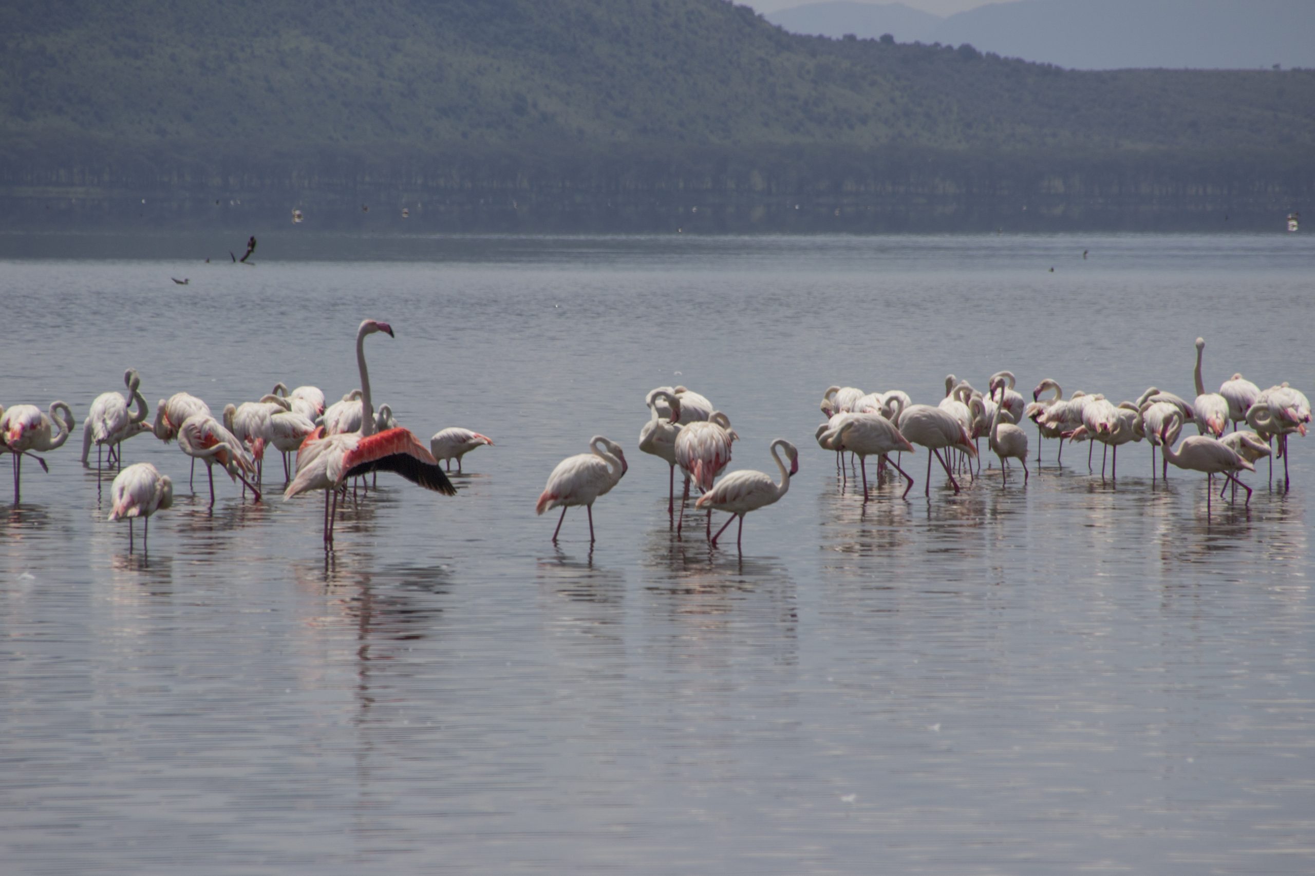 You are currently viewing 7 days Samburu lake Nakuru and Masai mara Kenya safari.