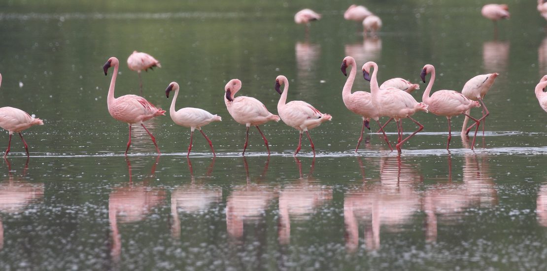 where to see flamingos in uganda