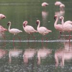 where to see flamingos in Uganda.