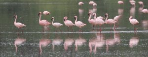 Read more about the article where to see flamingos in Uganda.