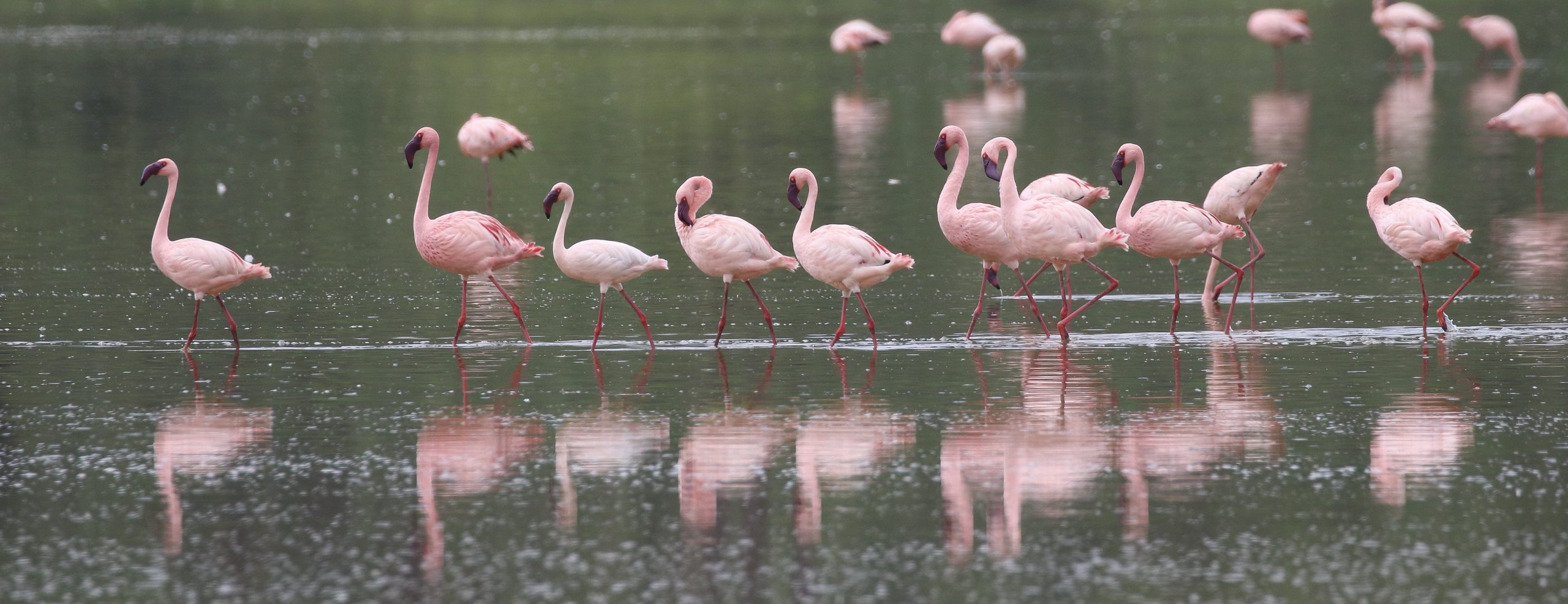 You are currently viewing where to see flamingos in Uganda.