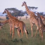 Why you should choose a mid range safari in Uganda