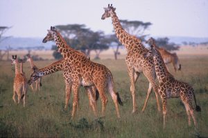 Read more about the article Why you should choose a mid range safari in Uganda