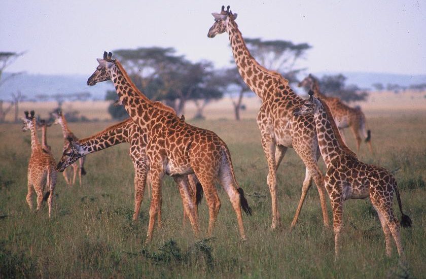 mid range safari in Uganda