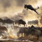 Great wildbeest migration safari guide.