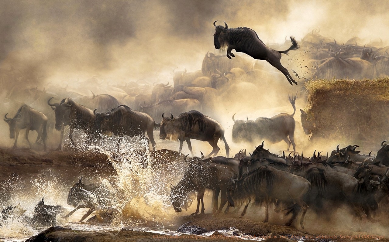 You are currently viewing Great wildbeest migration safari guide.