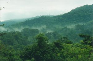 Read more about the article What to know about Bwindi national park.