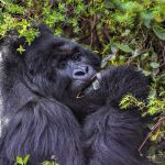 how much does it cost to trek gorillas in Uganda?.