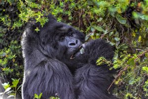 Read more about the article how much does it cost to trek gorillas in Uganda?.