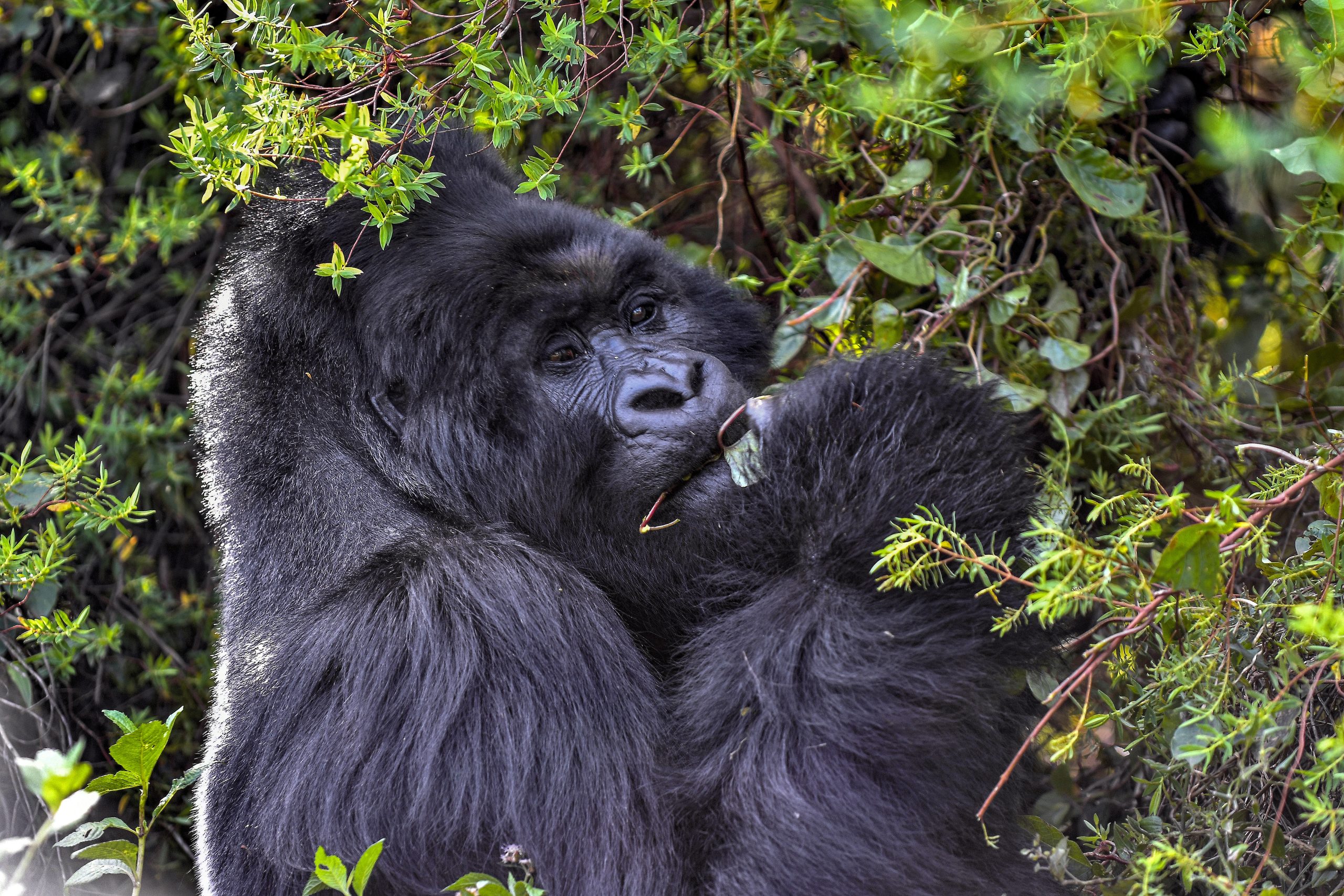 You are currently viewing how much does it cost to trek gorillas in Uganda?.