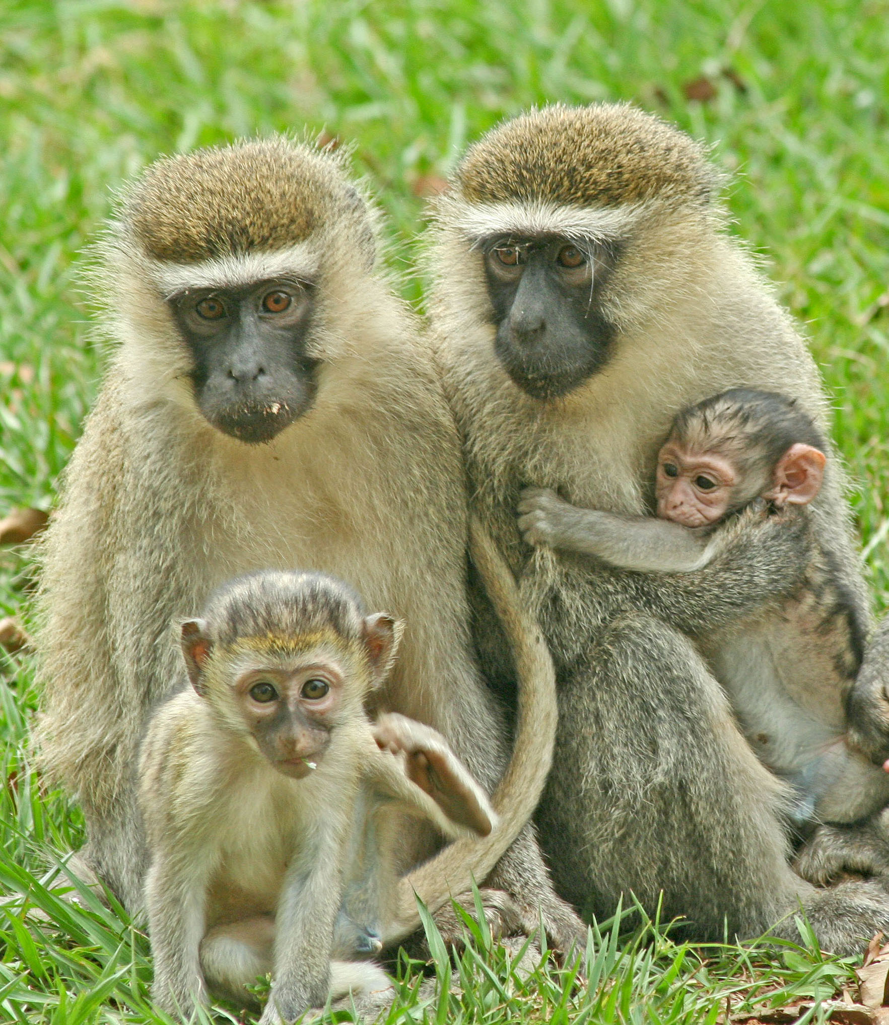 Read more about the article Entebbe botanical gardens.