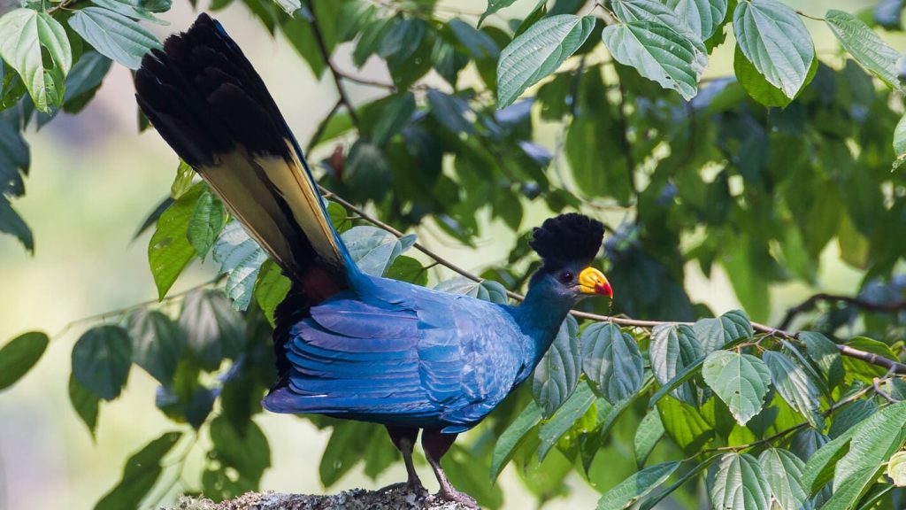 Bird watching trips to Kibale Forest