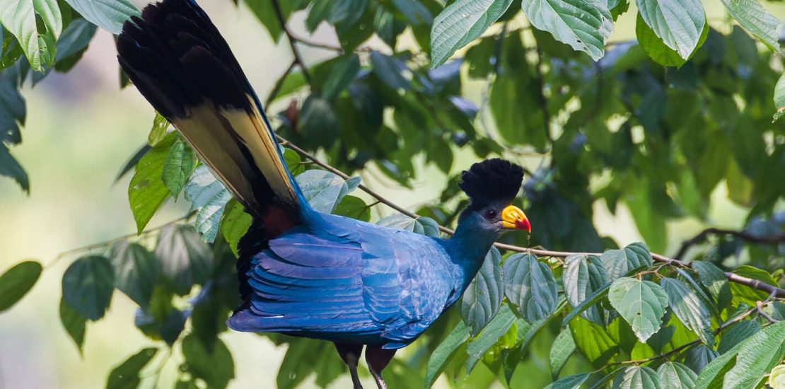 Bird watching trips to Kibale Forest