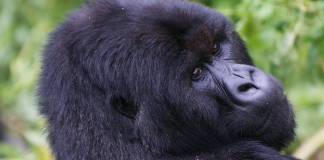 Budget Uganda Gorilla bookings