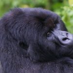 BUDGET UGANDA GORILLA BOOKINGS.