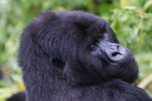 Read more about the article BUDGET UGANDA GORILLA BOOKINGS.