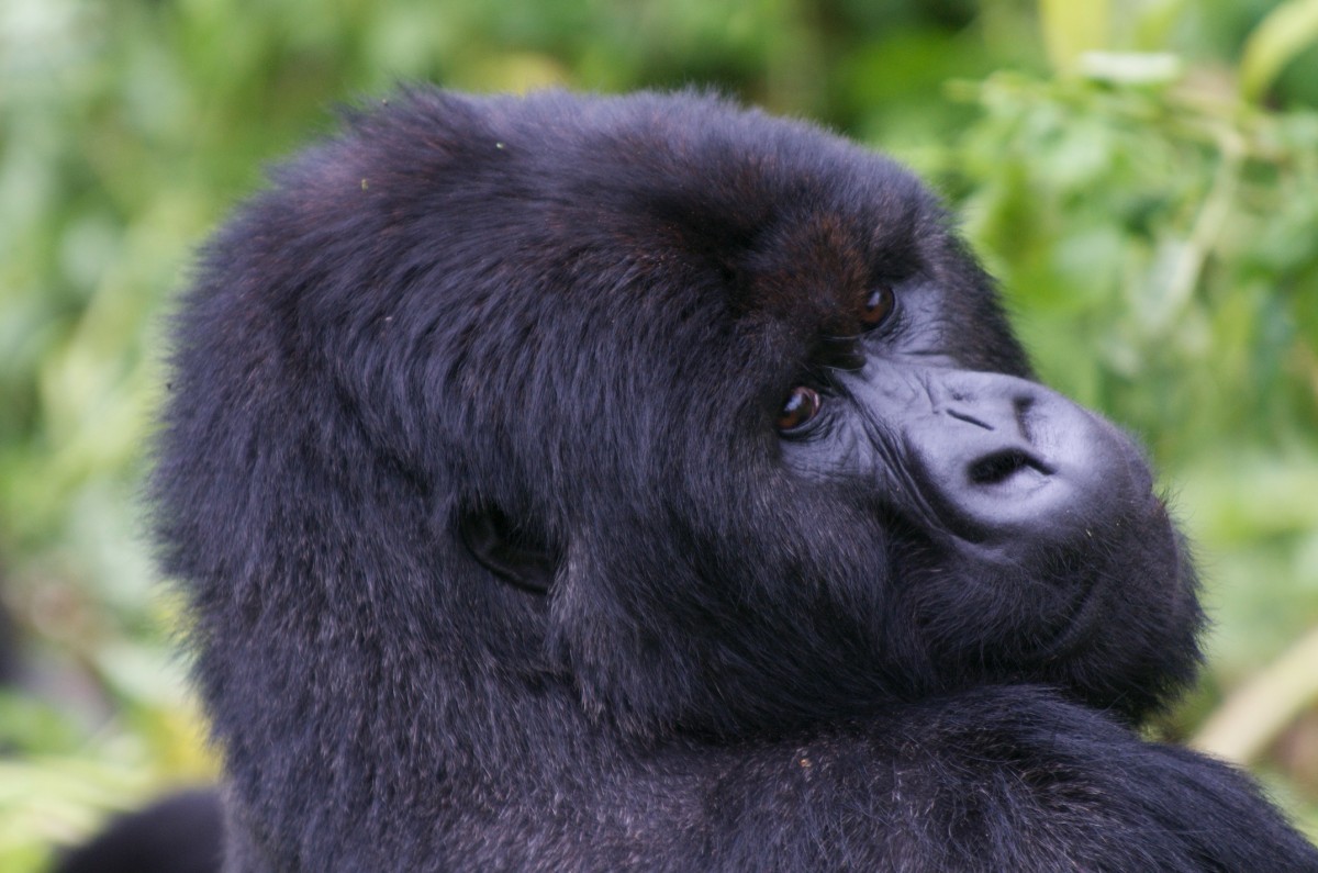 You are currently viewing BUDGET UGANDA GORILLA BOOKINGS.