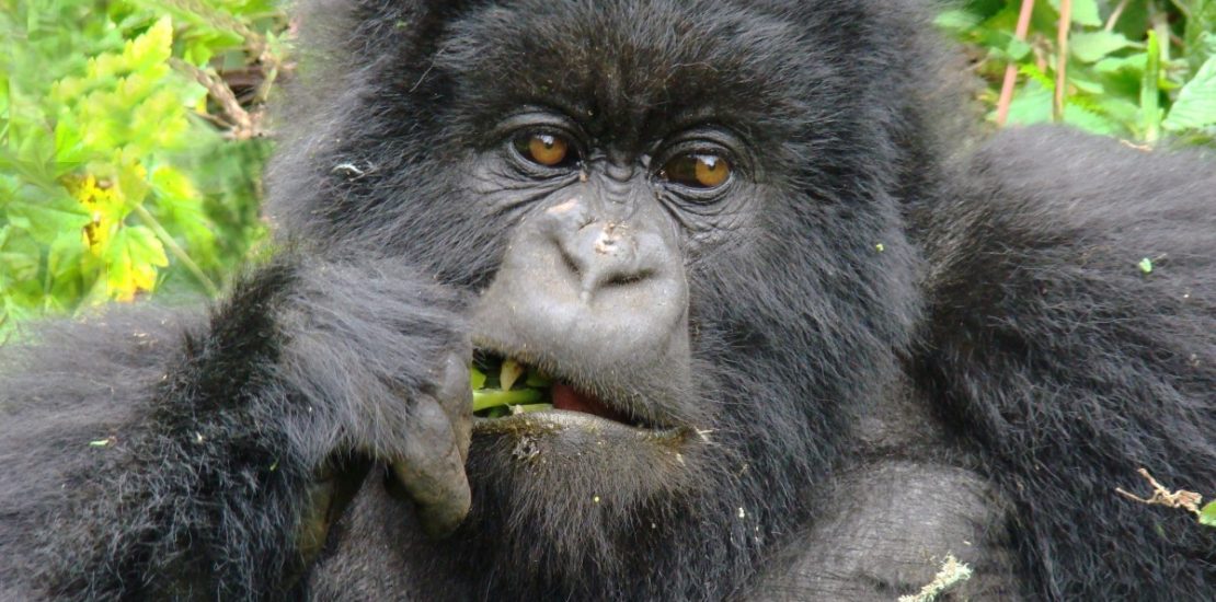 gorilla tracking