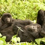 How many mountain gorillas are left?