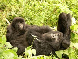 Read more about the article How many mountain gorillas are left?