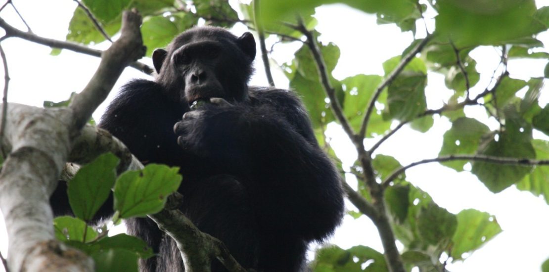 Budongo forest chimpanzee permits