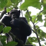 Budongo forest chimpanzee permits.