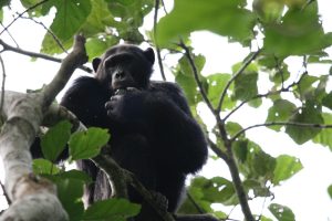 Read more about the article Budongo forest chimpanzee permits.