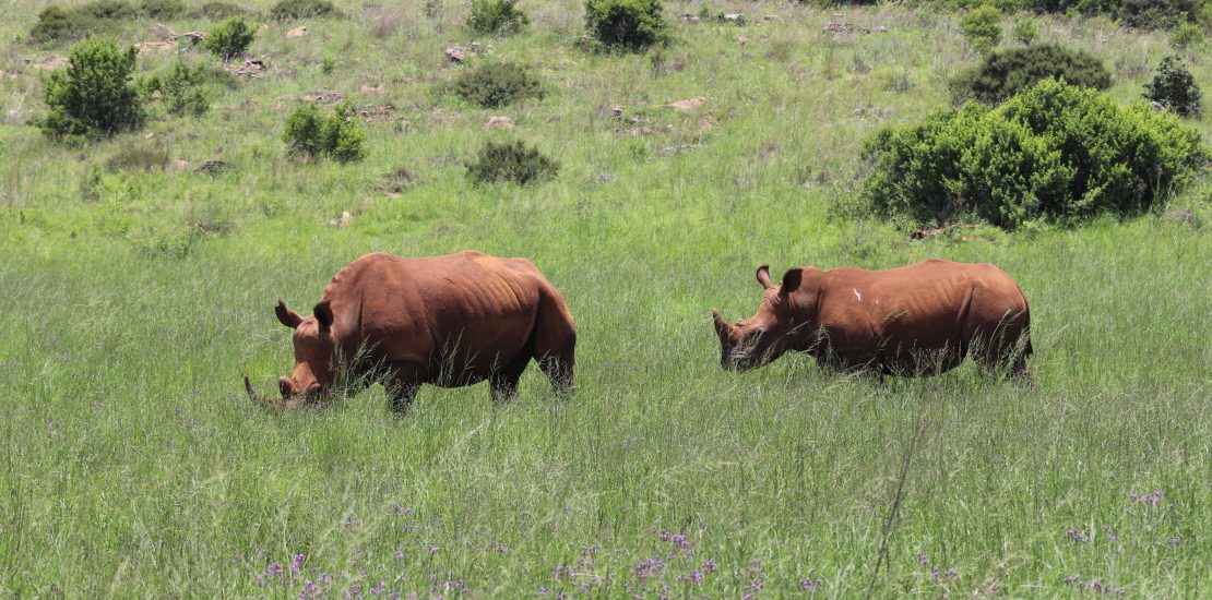 African Rhino tracking