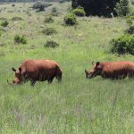 African rhino tracking