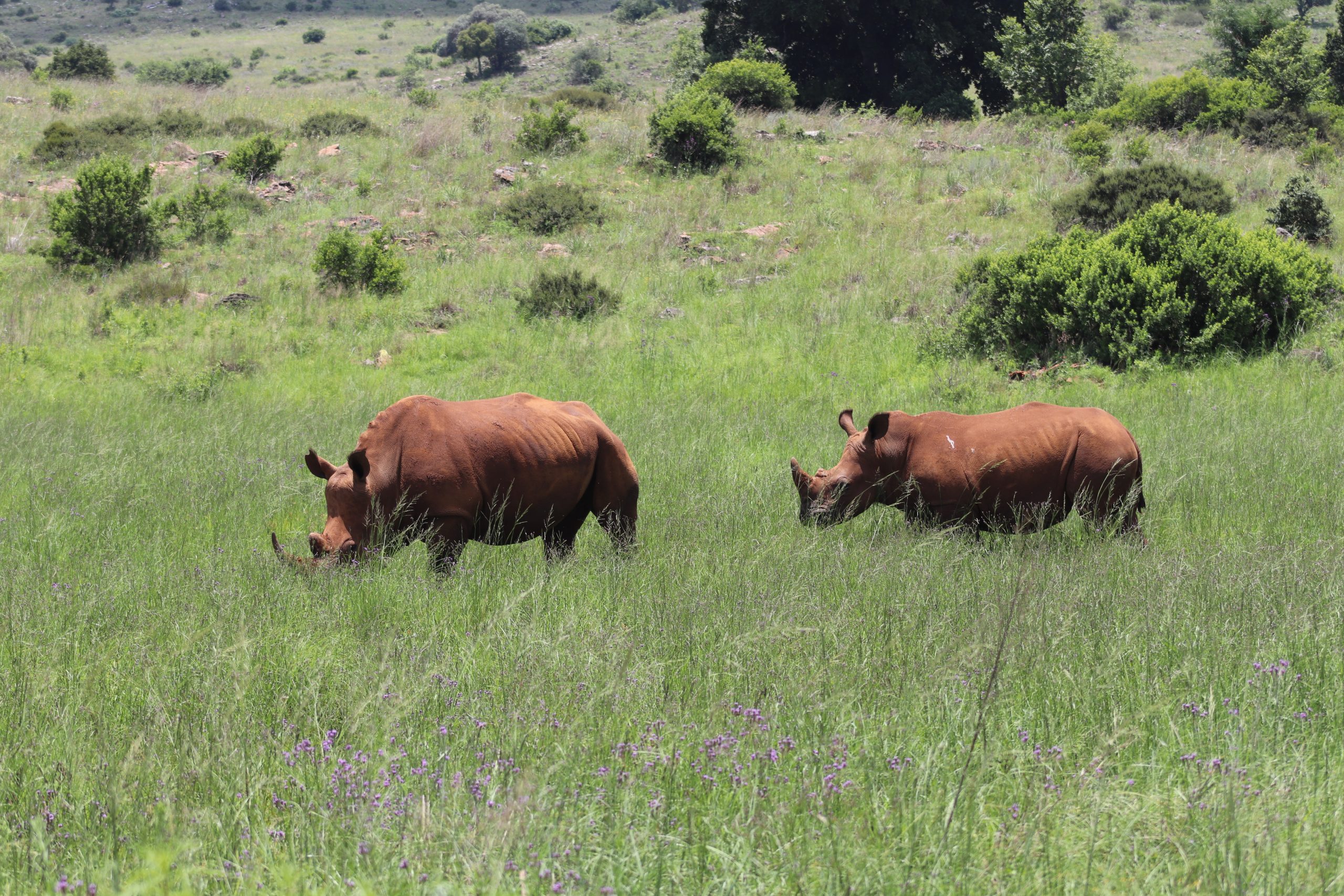 You are currently viewing African rhino tracking