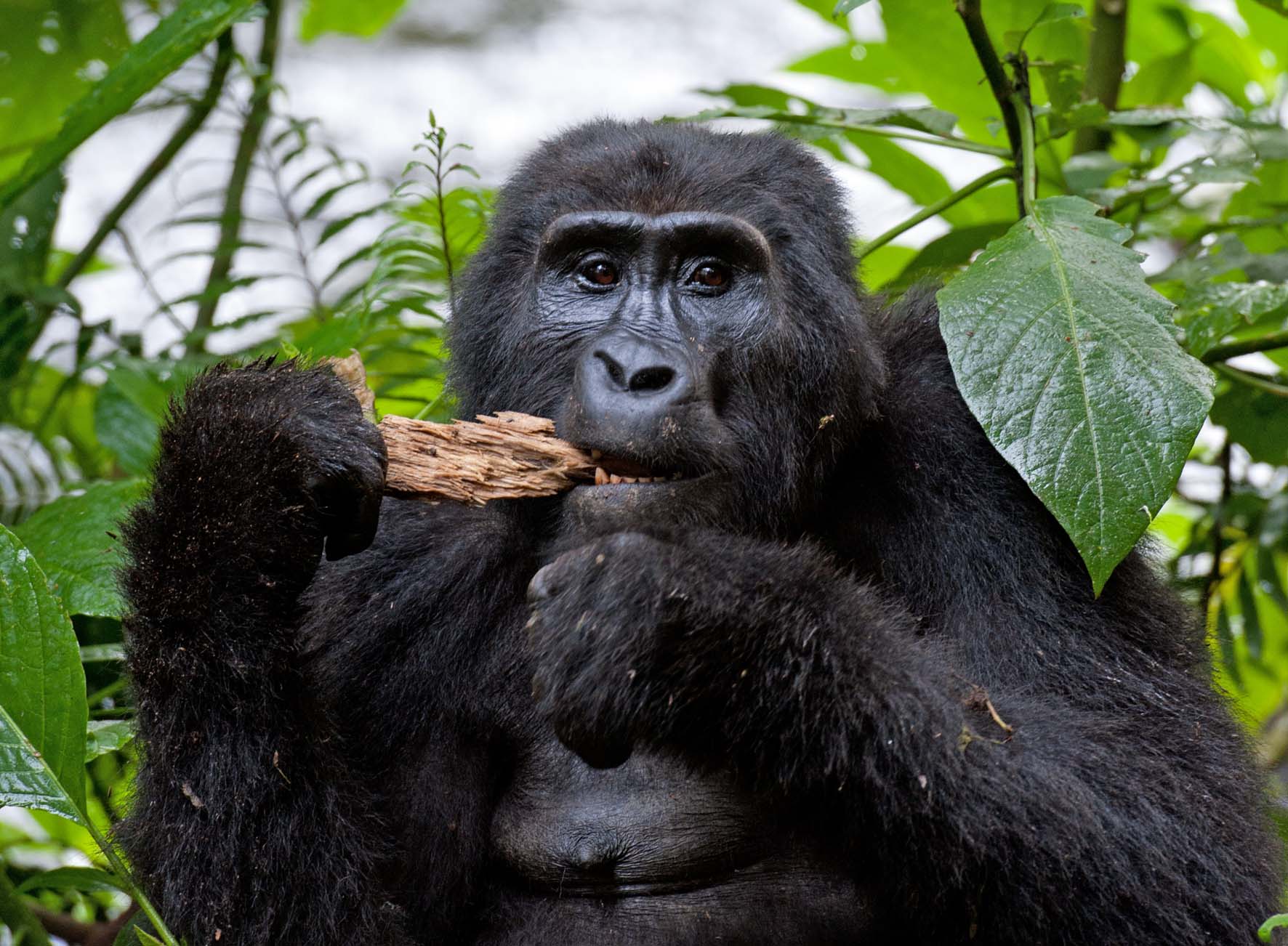 You are currently viewing Budget gorilla trekking safari.