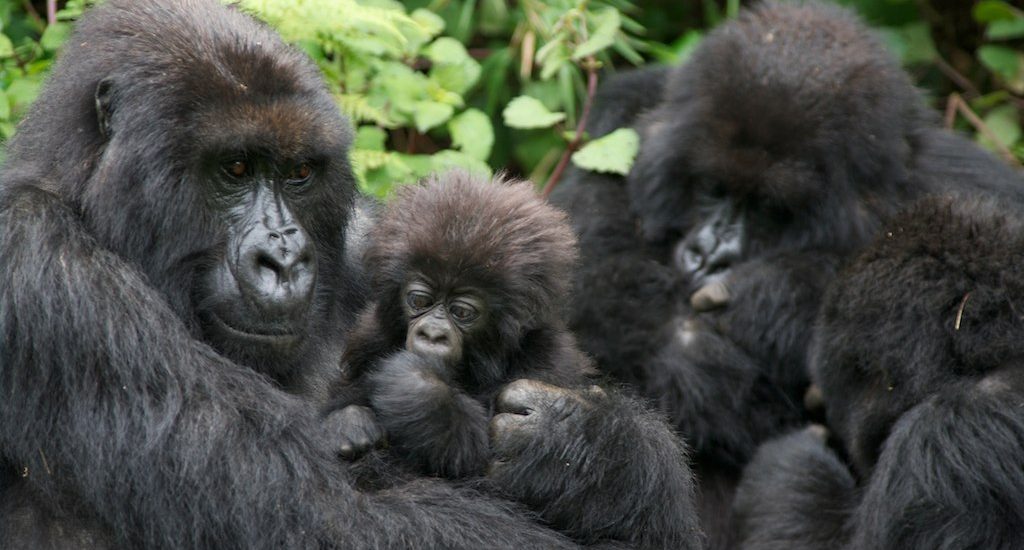 are there gorillas in rwanda