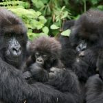 Are there gorillas in rwanda?