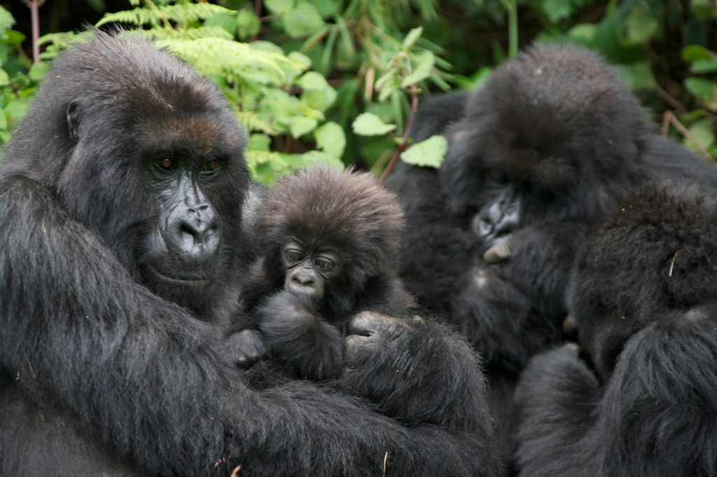 You are currently viewing Are there gorillas in rwanda?