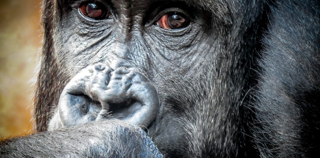 Is gorilla trekking worth the money