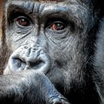 is gorilla trekking worth the money?.