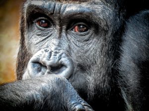 Read more about the article is gorilla trekking worth the money?.