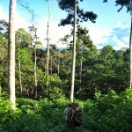 Walks in kibale national park.