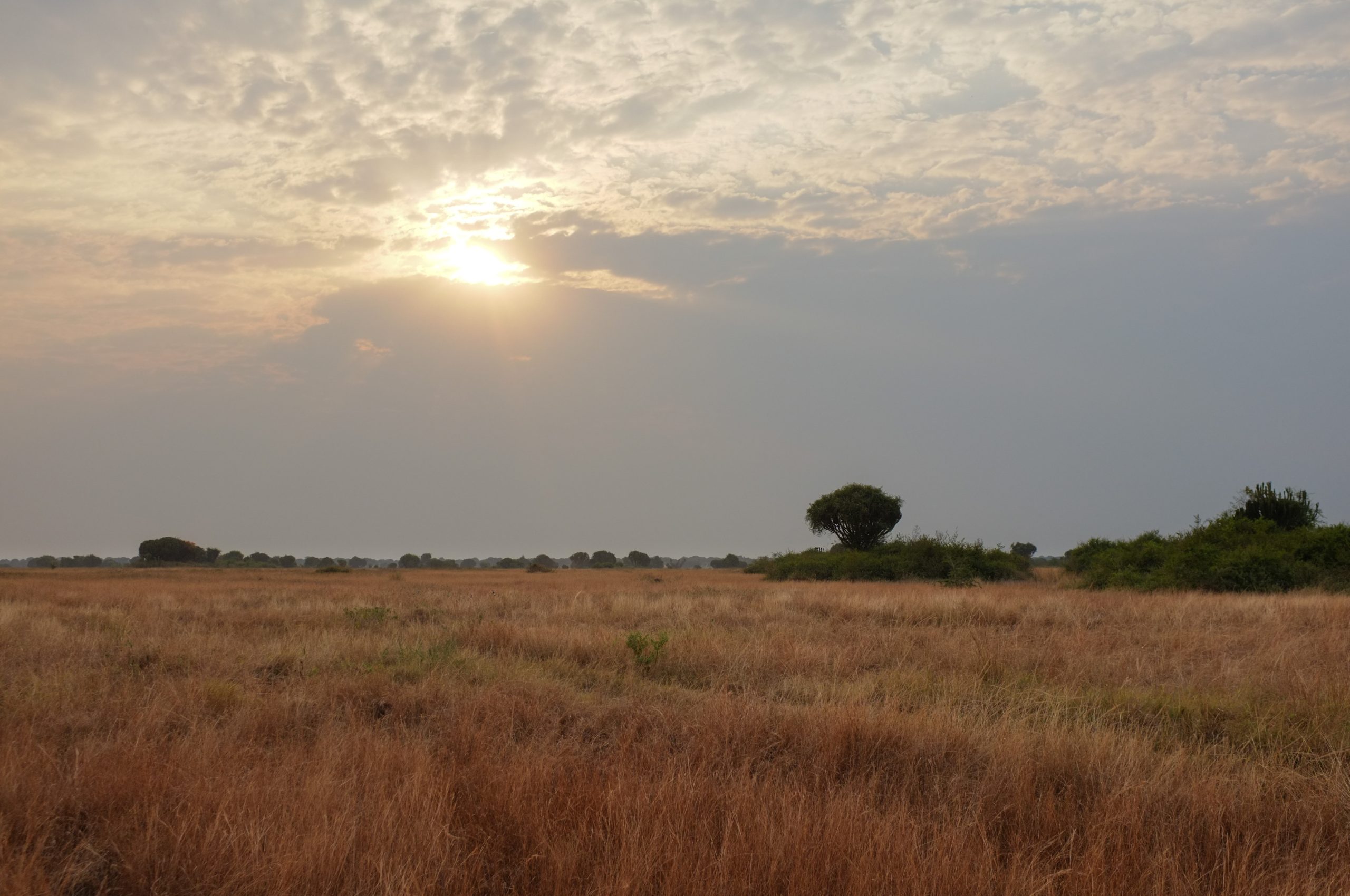 Read more about the article The best time to visit Queen Elizabeth National Park.