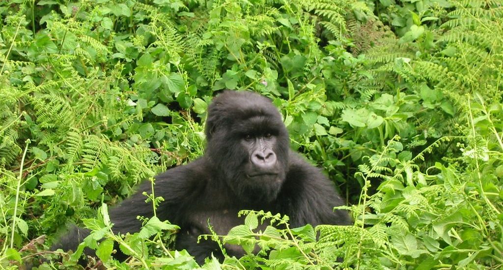 Gorilla travel bookings in africa