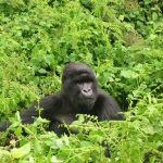 Gorilla travel bookings in Africa