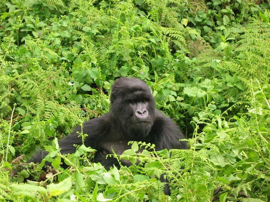 Read more about the article Gorilla travel bookings in Africa