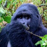 Gorilla tracking safaris from kasese.