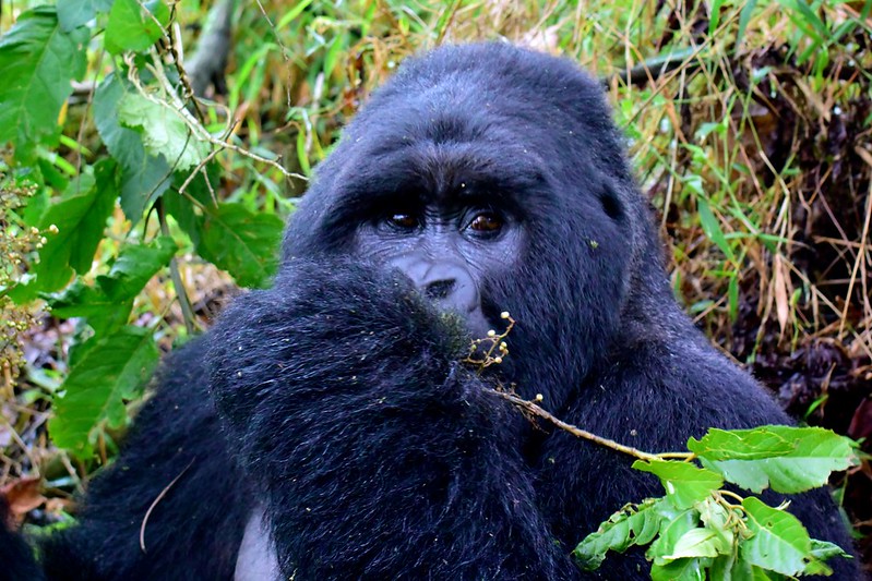 Gorilla tracking safaris from Kasese