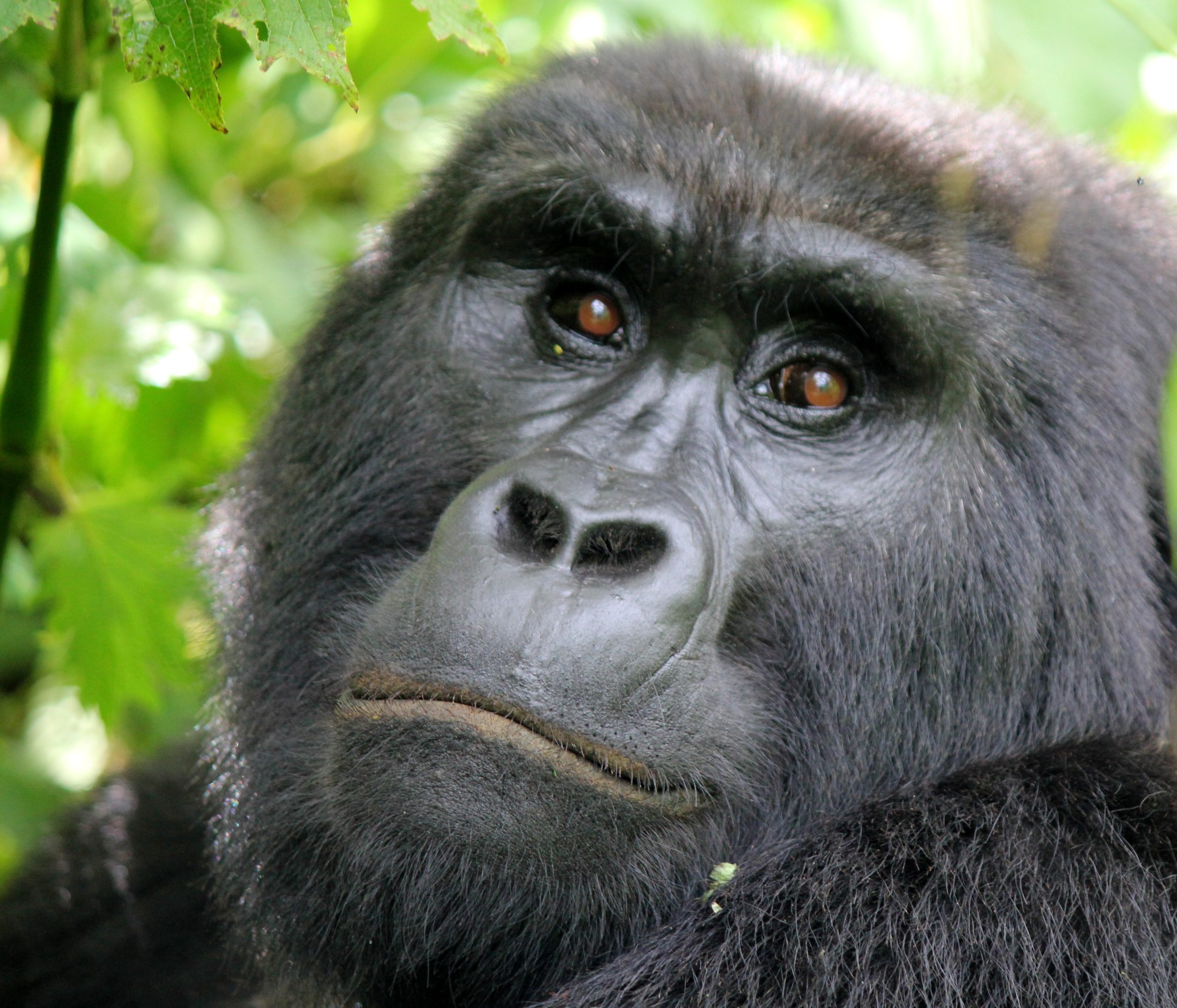 Read more about the article winter gorilla trekking holidays.