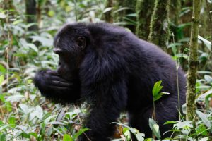 Read more about the article Gorilla habituation experience .