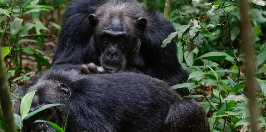 Gorilla Habituation Experience vs. Gorilla Trekking